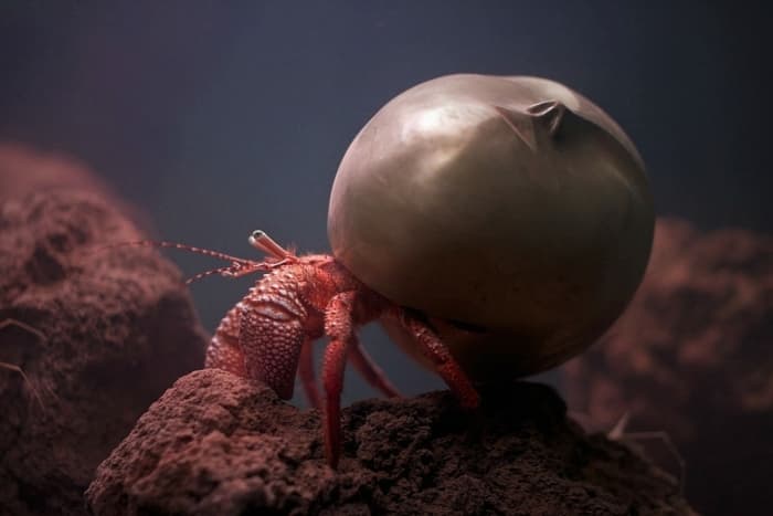 The giant hermit crab makes its new home in a bronze cast of brancusis sleeping muse